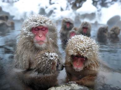 Japanese Wild Monkeys